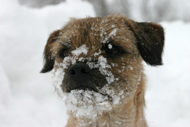 Baxter_in_snow.jpg