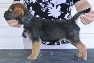 webassets/BlackcollarBoy8weeksold5.JPG