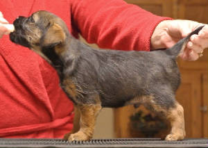 webassets/Boy6weeksold.jpg