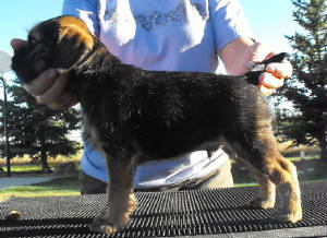 webassets/BrewBlueboy7wks.JPG