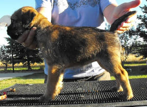 webassets/Crumbleredgirl7wk.JPG