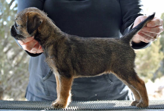 webassets/Girl8weeksoldweb.JPG