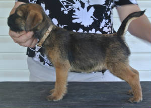 webassets/Greencollarboy8weeks.JPG