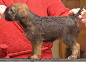 webassets/Gypsy_6_weeks_old_.jpg