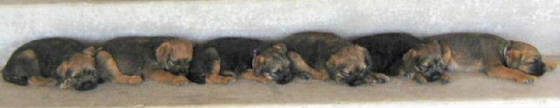 webassets/Puppiesonstep.jpg