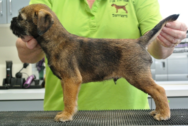 webassets/Bluecollarboy8weeksold.JPG