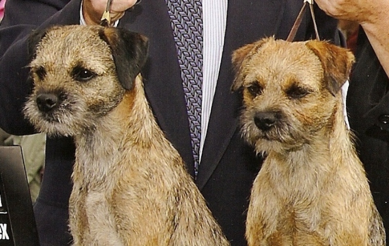 webassets/DuncanBOBGunnyBOSWashTerrier.jpg