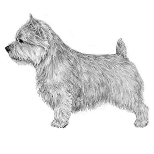 webassets/Norwich-Terrier-Illo-2.jpg