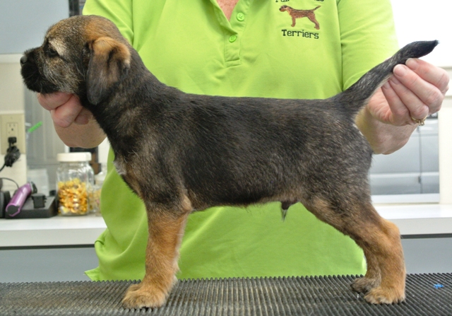 webassets/OrangeBoy8weeksold.JPG