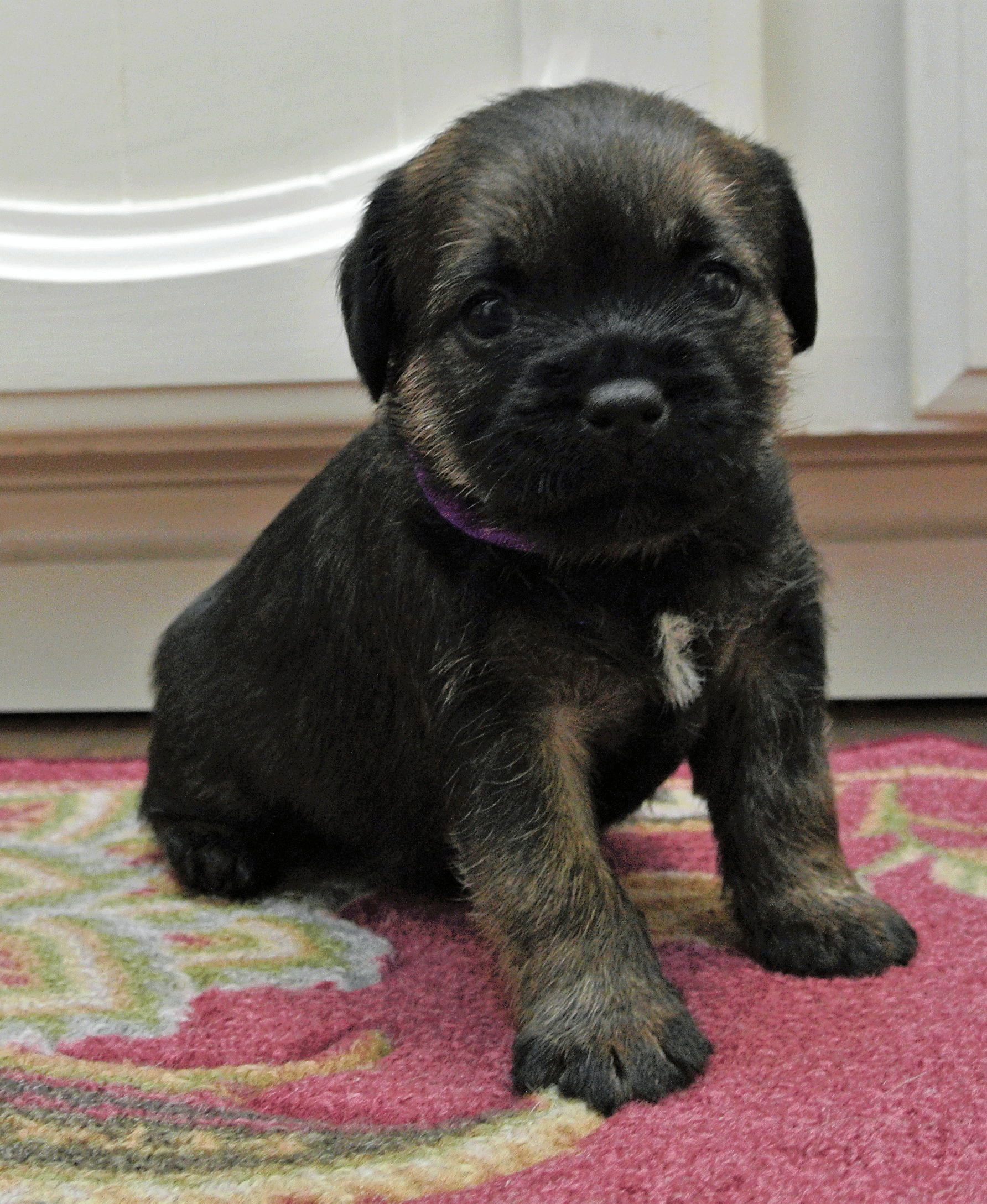 webassets/Purple-girl-4-weeks-old.gif