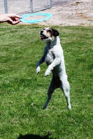 webassets/dervishfriz2.JPG
